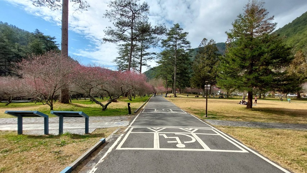 武陵遊憩區無障礙步道（松林大道)。 圖：雪霸國家公園管理處／提供