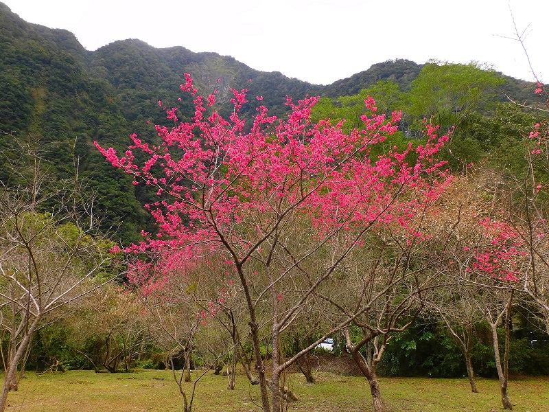 布洛灣遊憩區山櫻花盛開。 圖：太魯閣國家公園管理處／提供