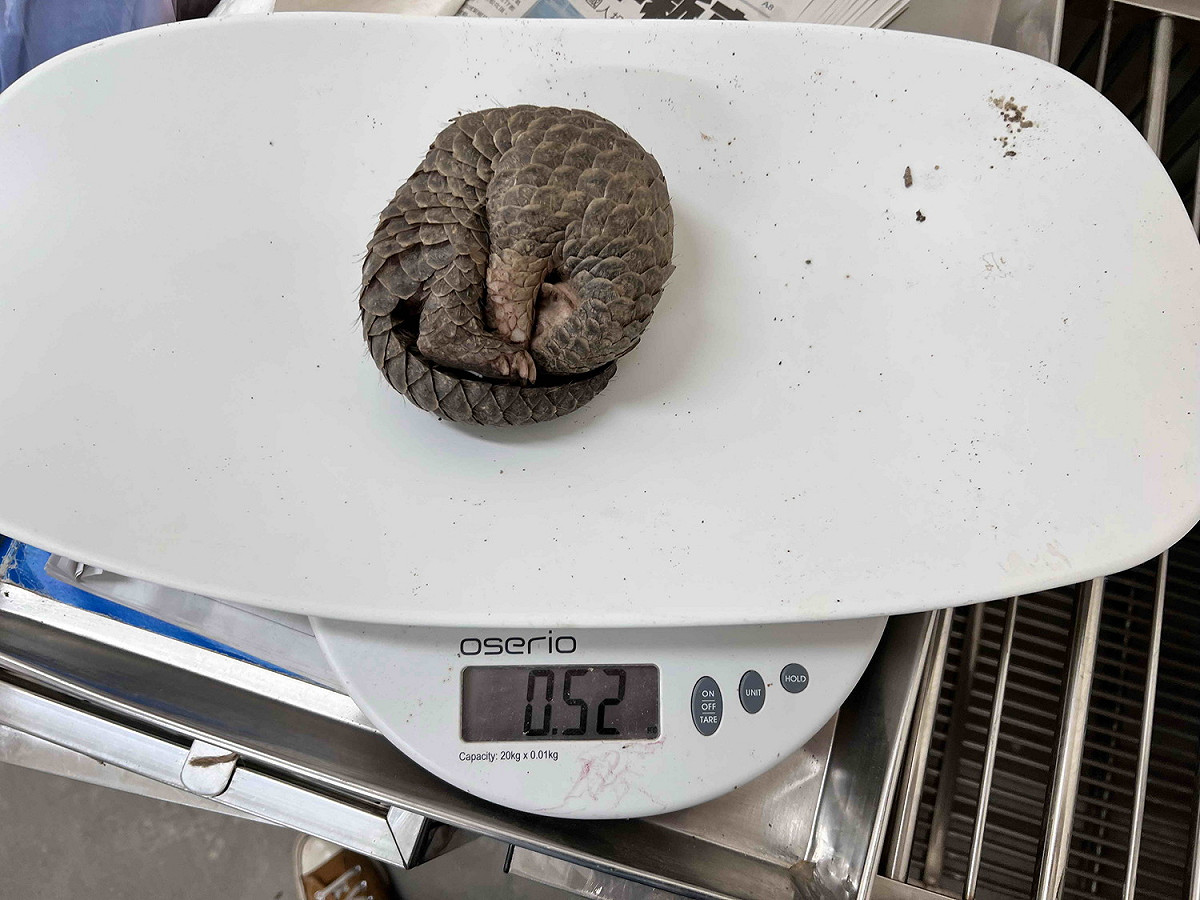 穿山甲除腹部，通身遍布瓦狀角質鱗片，受驚時會將身體蜷縮成球狀，依靠背部的鱗片保護腹部。 圖：新北市動保處提供