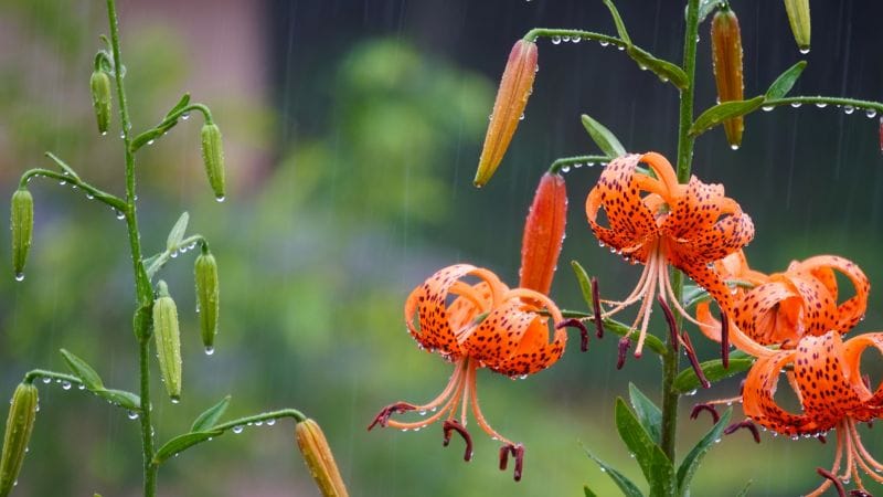 周日2月19日是「雨水」節氣，象徵北部天氣春雨綿綿，命理專家點名6星座，貴人好運全都到，要抓緊大搶錢的好時機。 示意圖／photoAC