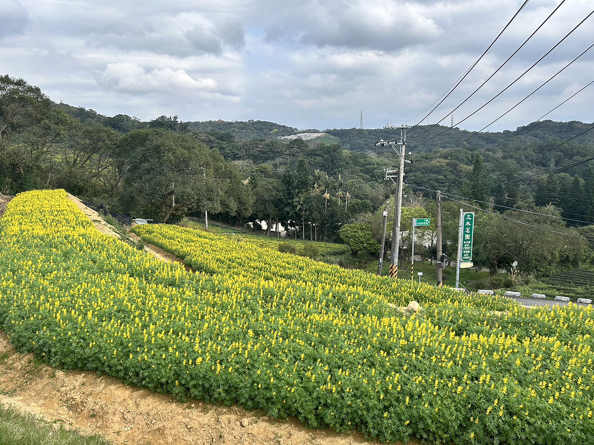 目前展區內的三水茗園的魯冰花已搶先開花。 圖：桃園市政府客家事務局／提供