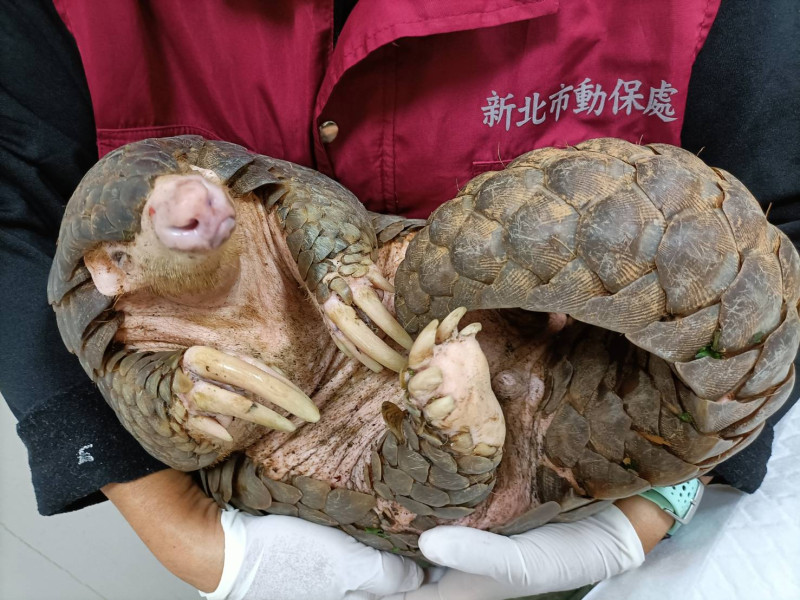 穿山甲感覺到危險時，會將身體捲曲來保護自已。 圖：新北市動保處提供