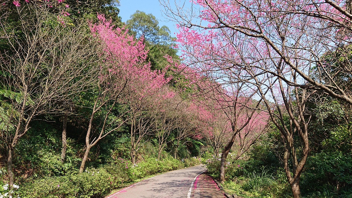 花季期間粉色花朵圍繞蜿蜒的鄉間道路。 圖：新北市景觀處提供
