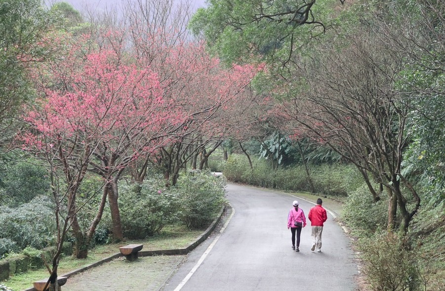 風景清幽，櫻花秘「徑」一早就有民眾特地來賞櫻。 圖：新北市景觀處提供