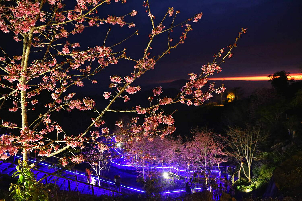 石棹夜間賞櫻，感受大不同。 圖：嘉義縣政府/提供