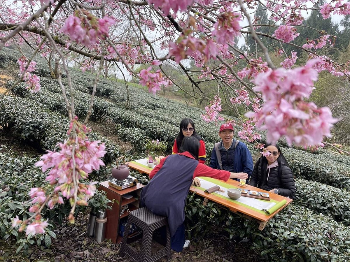 嘉縣推石棹春櫻夜茶席，民眾可以品嚐櫻花下的茶香。 圖：嘉義縣政府/提供