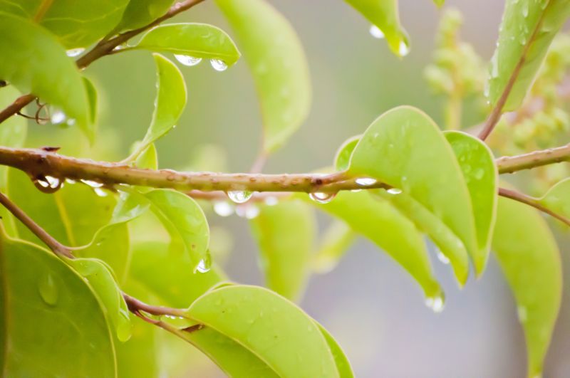 ▲今（19）日是24節氣中的第2個節氣「雨水」，中醫提醒此時飲食調養應側重於調養脾胃和祛風除濕。（圖／photoAC）
