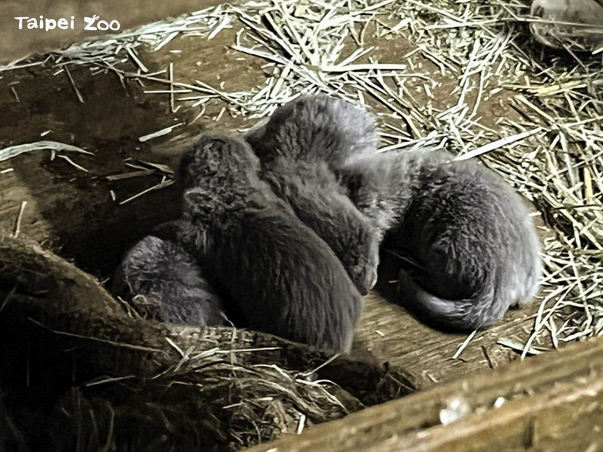 睽違了四年，台北市立動物園的小爪水獺家族再次迎來四胞胎。 圖：台北市立動物園／提供
