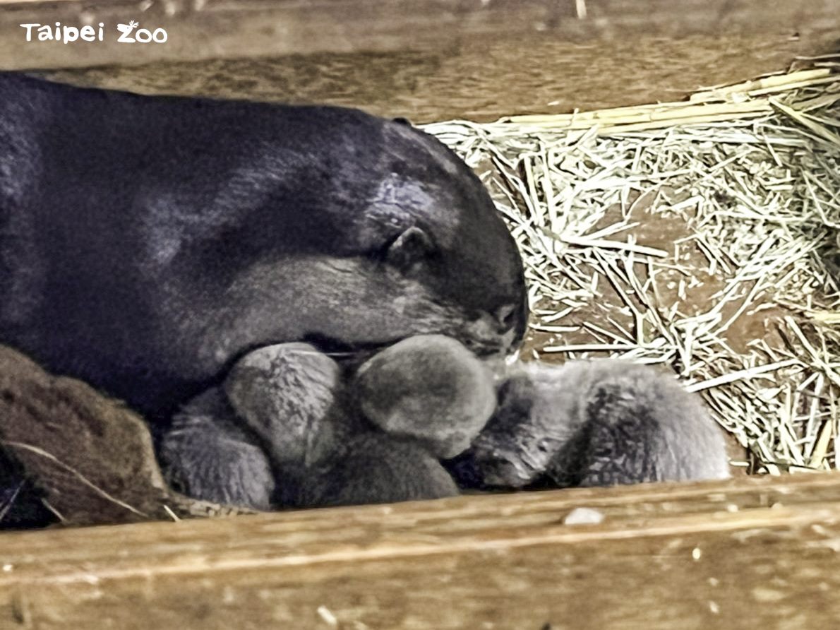 「史達奇」是一位神隊友爸爸。 圖：台北市立動物園／提供