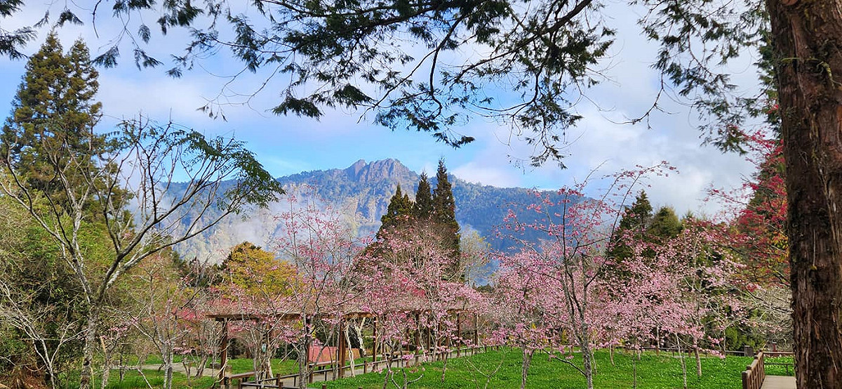 阿里山工作站前的阿龜櫻。 圖：取自阿里山國家森林遊樂區臉書