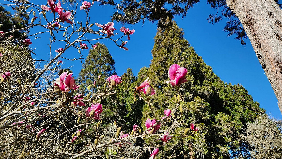 除了櫻花外，其他品種包含白木蘭、紫玉蘭、杜鵑、臺灣一葉蘭、紫藤等將接力開花至4月底。 圖：嘉義林區管理處／提供