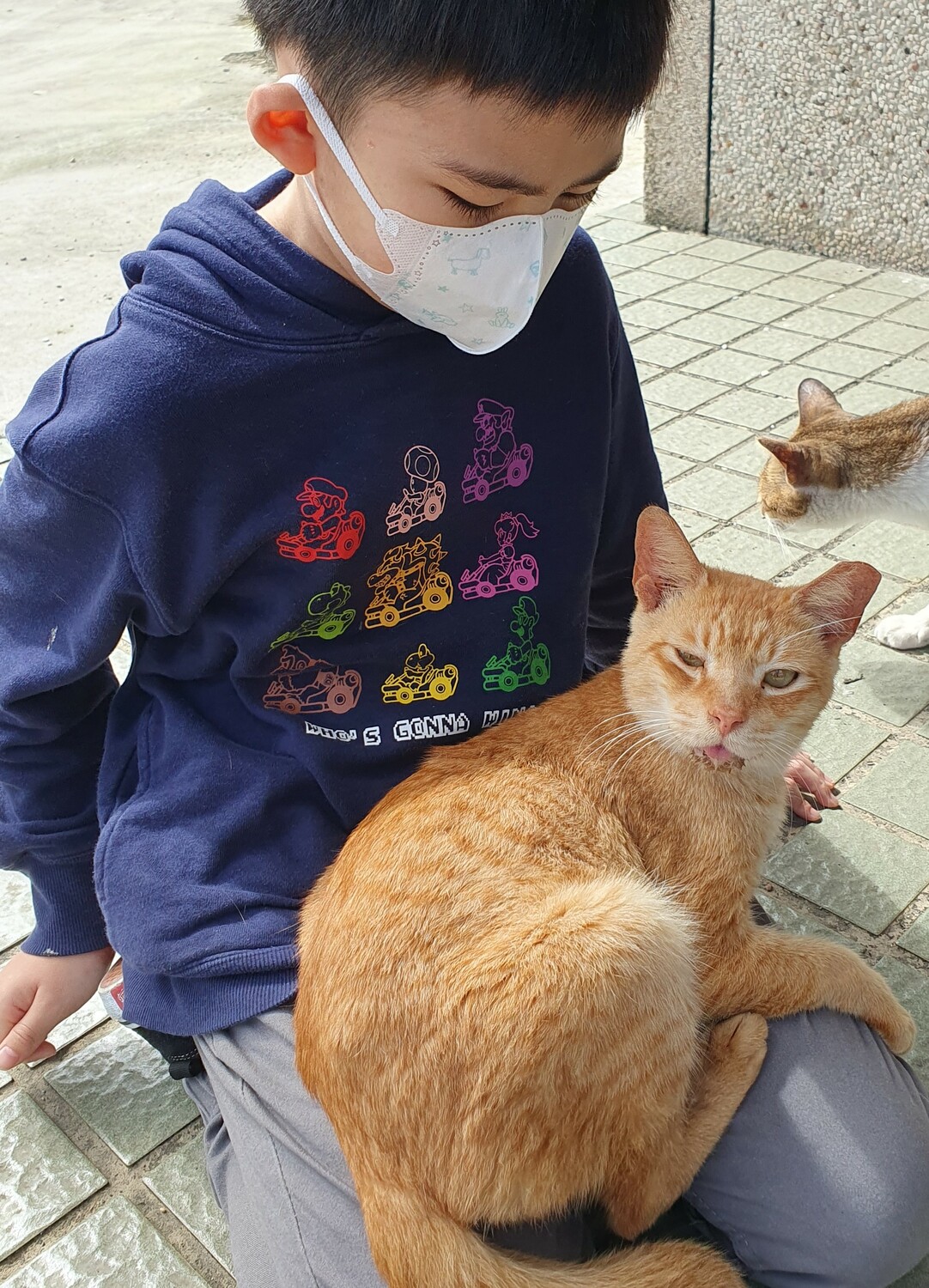 「橘子」今年起可以和譚小姐一家人共度貓之日。 圖：新北市動保處提供