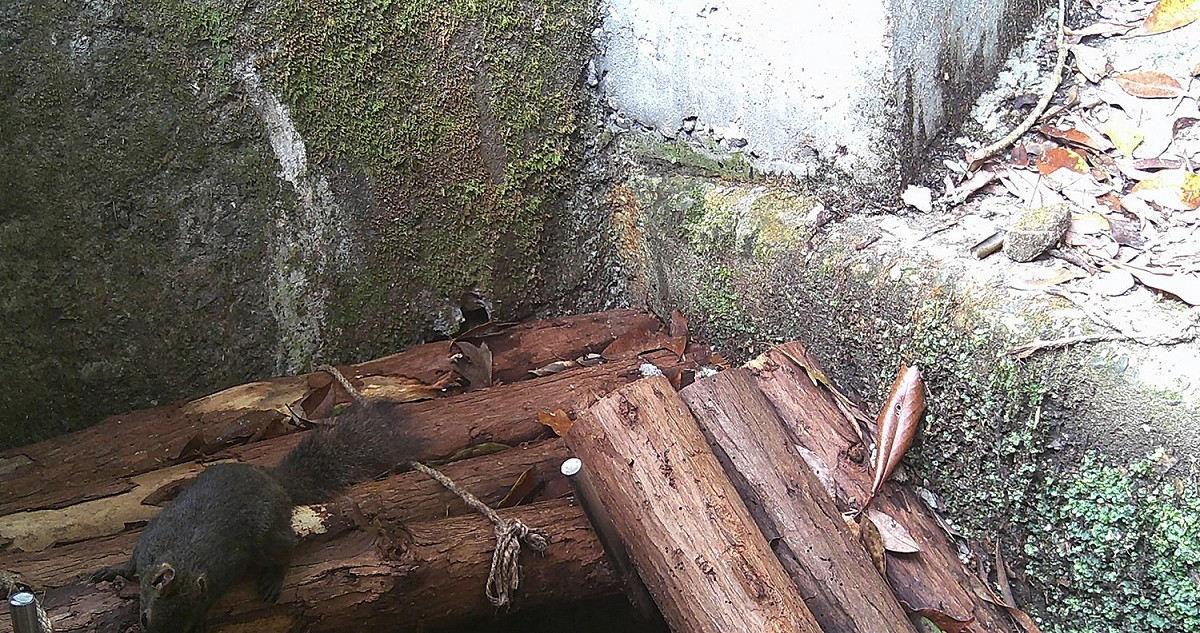 長吻松鼠漫步於木構造動物通道。 圖：林務局東勢林區管理處／提供
