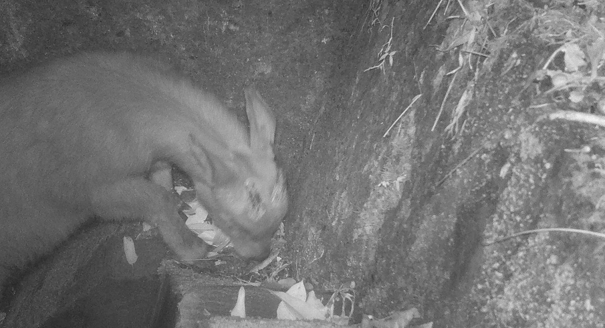 台灣野山羊漫步友善動物通道。 圖：林務局東勢林區管理處／提供