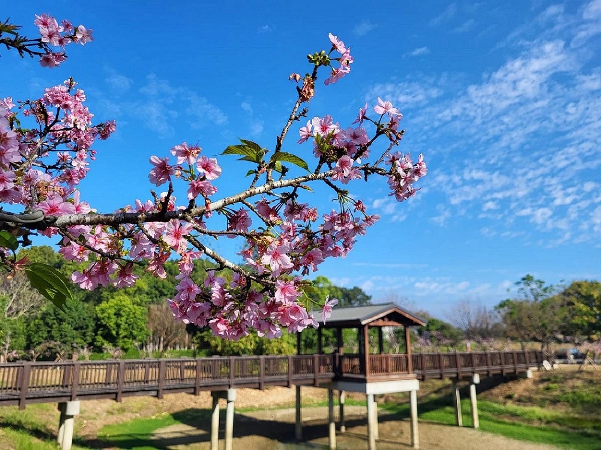 山上花園水道博物館，目前櫻花陸續盛開，有吉野櫻、富士櫻、河津櫻與八重櫻四個品種。 圖：台南山上花園水道博物館／提供