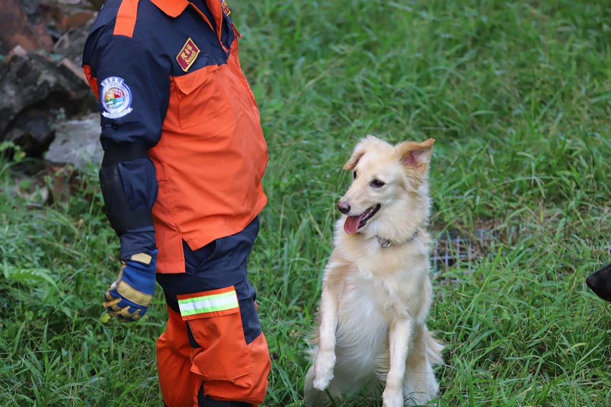 有意願的民眾們都能透過消防局網站申請，搜救犬隊將依犬隻居住環境及相關配套等綜合考量，選定最適當之領養家庭。 圖：新北市消防局提供