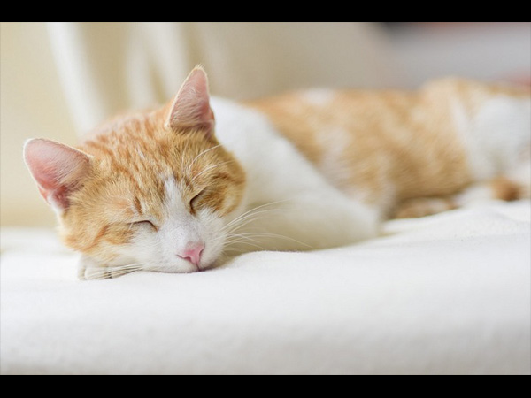 飼主可以在搬家這段時間，將貓咪送到寵物寄宿，或是將貓咪放進寵物箱，讓牠在浴室或其他空間進行避難。 圖：寵毛網petsmao資訊平台提供