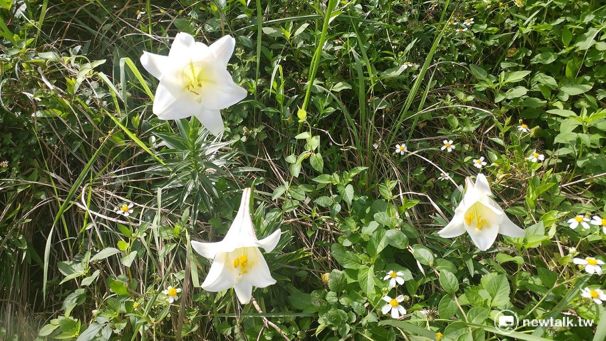 台灣百合花密集地則是台中大肚山，荒野保護協會指出，大肚山曾經是台灣最大原生台灣百合的生長地，現今的大肚山百合花陣地位於龍井鄉南寮村的竹坑三角點邊軍事陣地，視野遼闊地勢平緩，可觀落日與星辰之美，當百合花盛開之際，更是將大地點綴得美不勝收。 圖:台中市政府農業局/提供