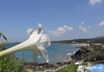 北部的新北市東北角4月底前盛開，花期持續到5月中旬。 圖:翻攝自新北市農業局官網