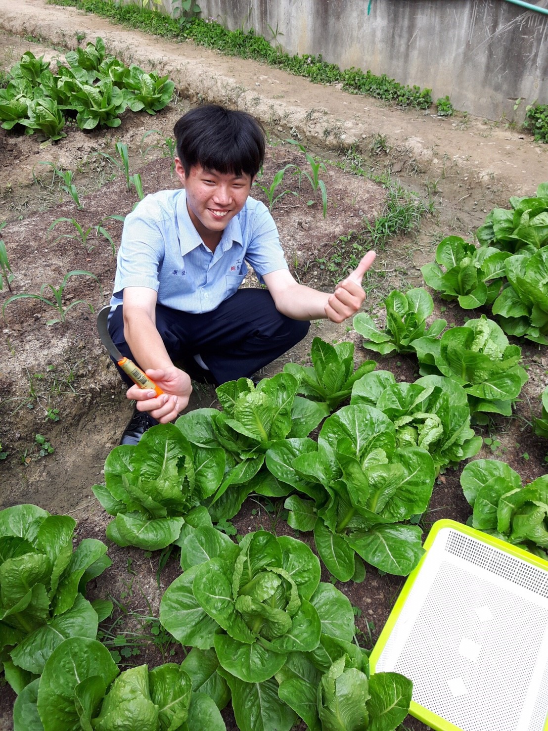 台中高工重視「食」的教育，運用校園空間建置近120坪的幸福小田園學習農場，栽培無毒農作物。 圖：台中高工提供