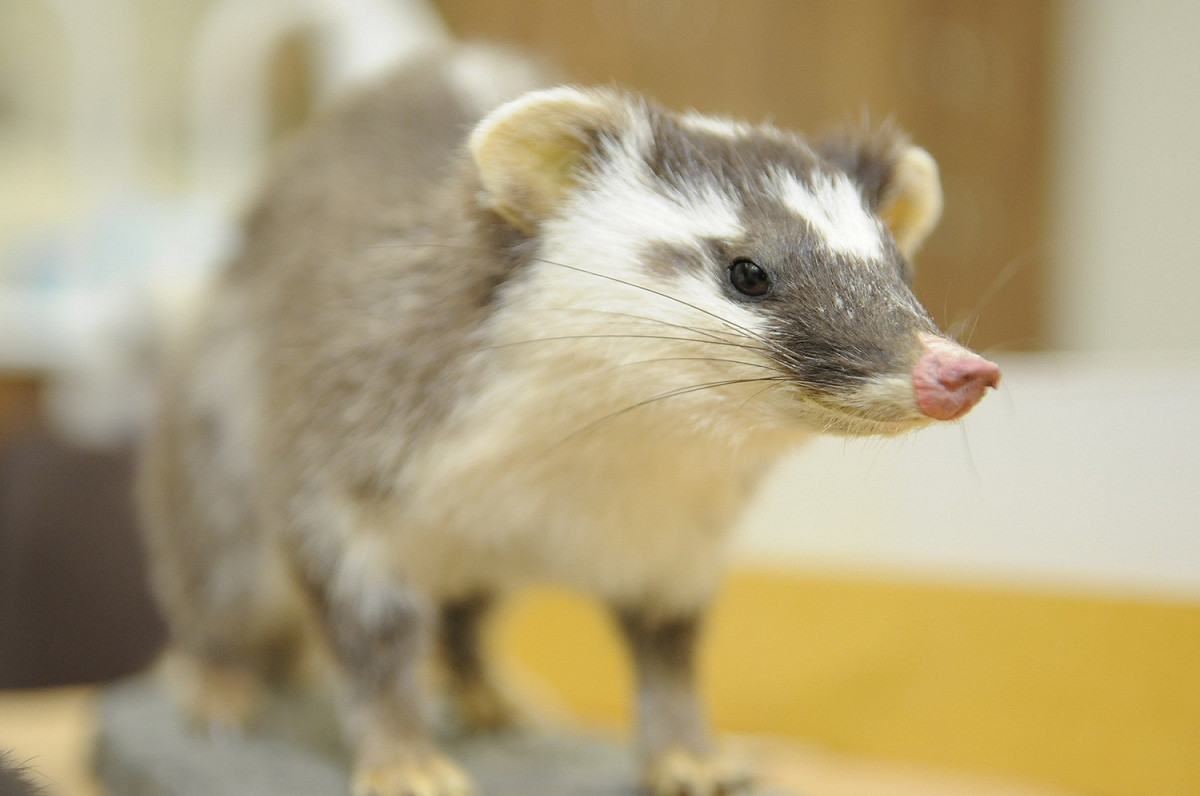 每年路死動物裡，以哺乳類為最大宗。 圖：行政院農業委員會特有生物研究保育中心／提供