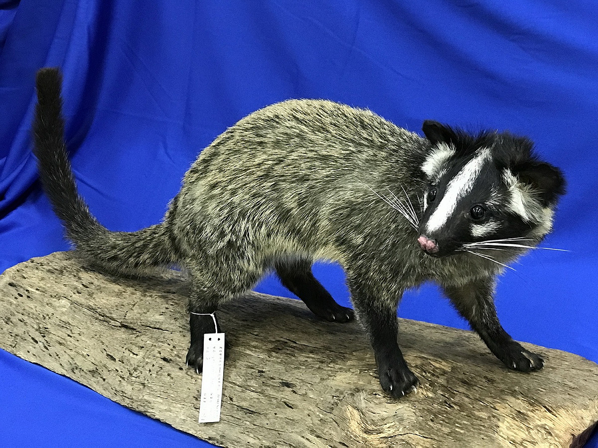 白鼻心是路死哺乳動物中被記錄最多的保育類動物。 圖：行政院農業委員會特有生物研究保育中心／提供