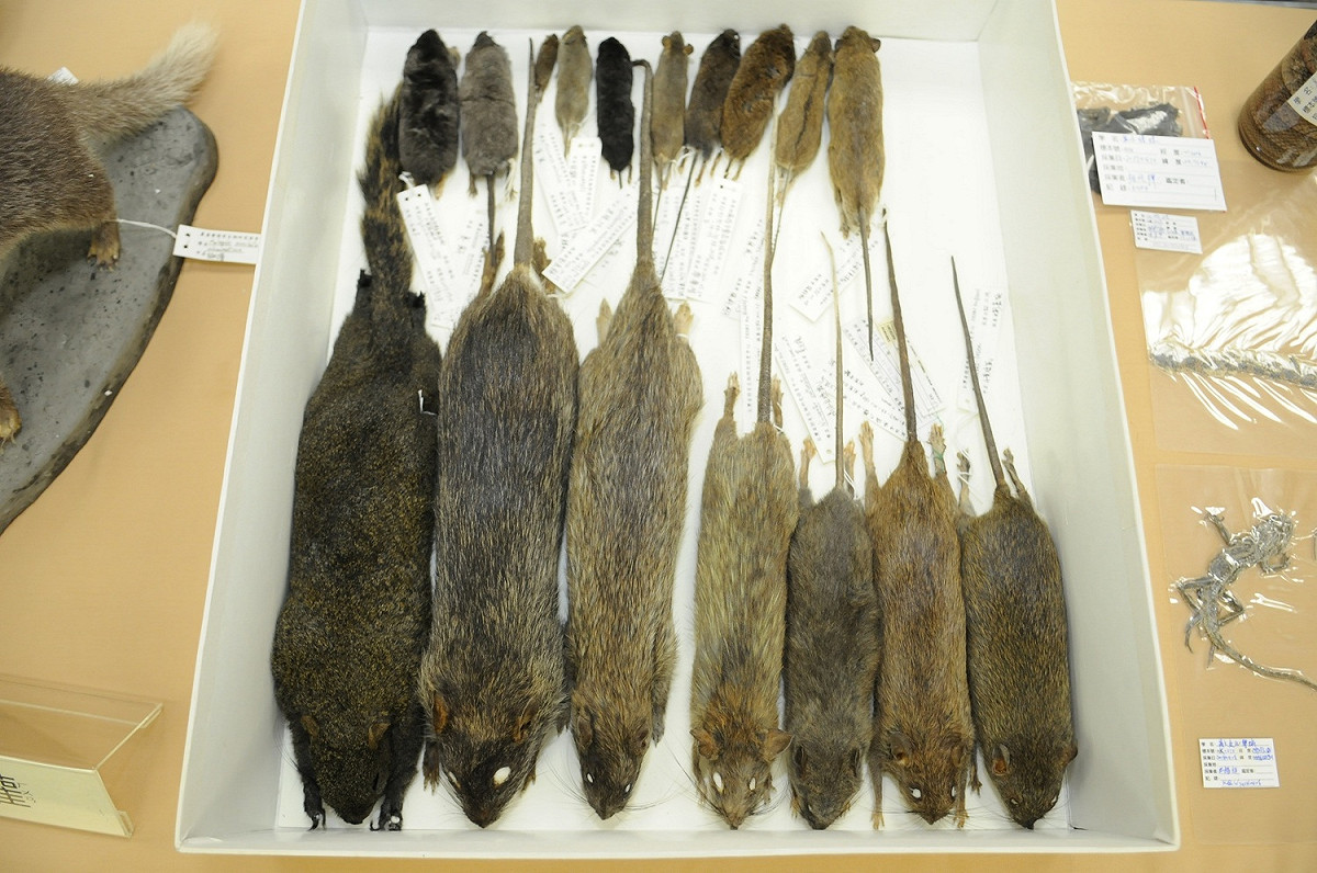 路殺社希望將野生動物的不幸死亡當作是一個契機，讓人們可以更加珍惜生命的可貴。 圖：行政院農業委員會特有生物研究保育中心／提供