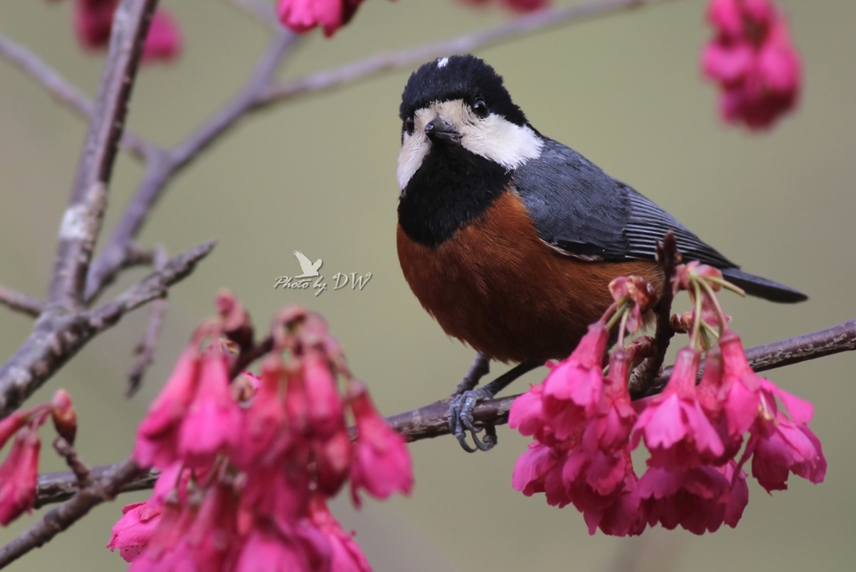 赤腹山雀 圖：中華民國野鳥學會／提供