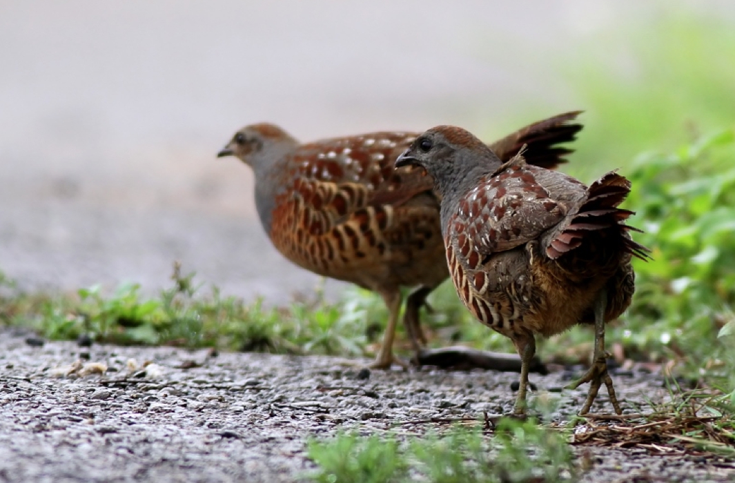 圖為台灣特有種台灣竹雞。 圖：中華民國野鳥學會／提供