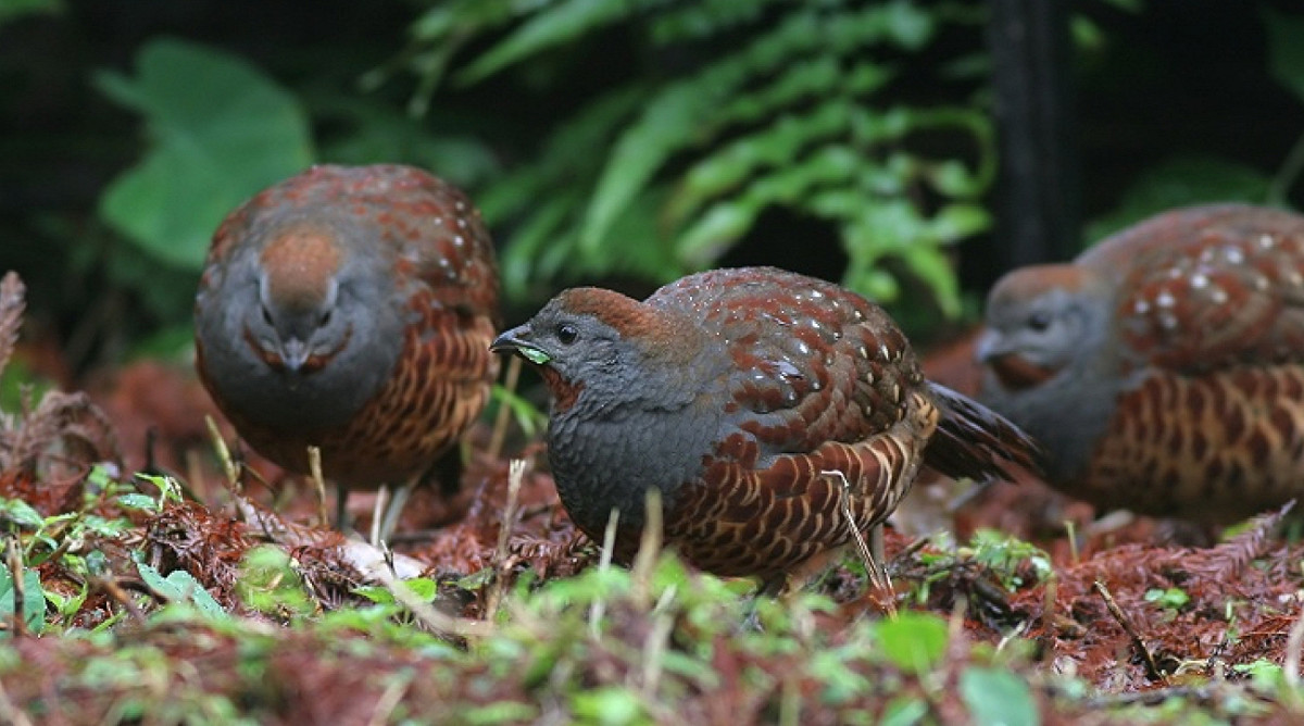 台灣竹雞 圖：中華民國野鳥學會／提供
