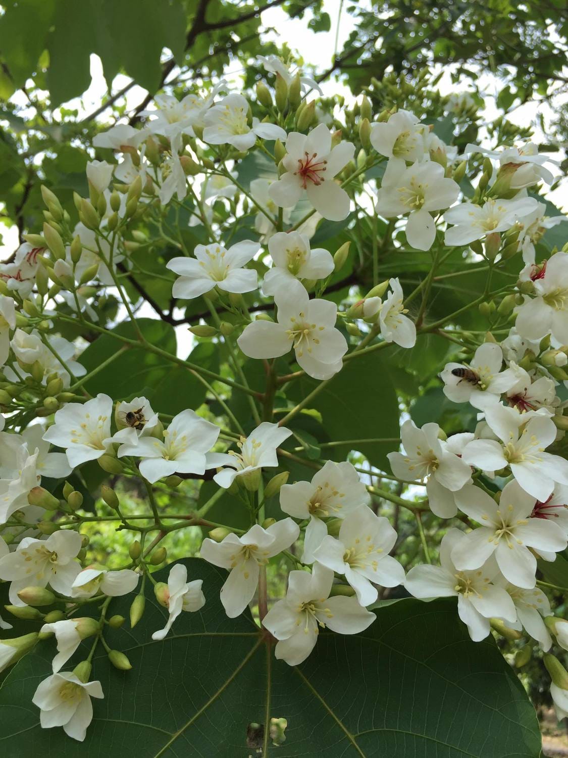 油桐花樹是客庄早期重要的經濟作物，各地桐花季也結合客家文化，邀民眾同遊。 圖：翻攝自2017雲林客家桐花祭-浪漫桐雨遊客庄臉書