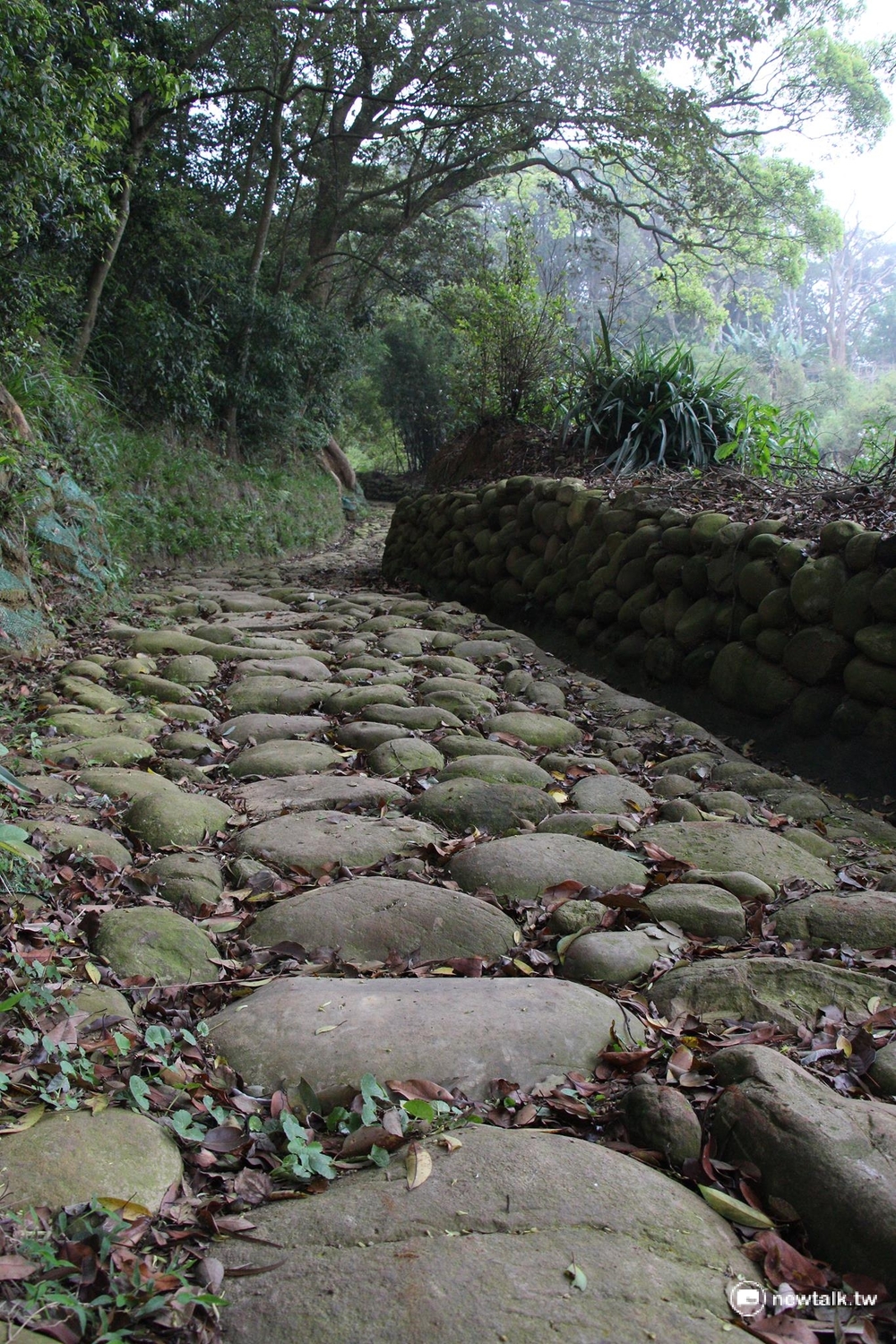 保甲古道採客家傳統工法「石砌駁坎」砌成，中央主石大而兩側小，坡度平穩，昔有「挑擔古道」之名。 圖：呂晏慈攝