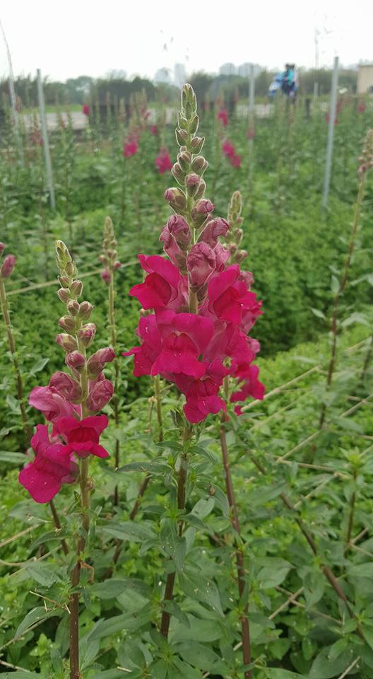 農場周圍的金魚草，自四月中旬開始開花。 圖：翻攝自林園居農場臉書