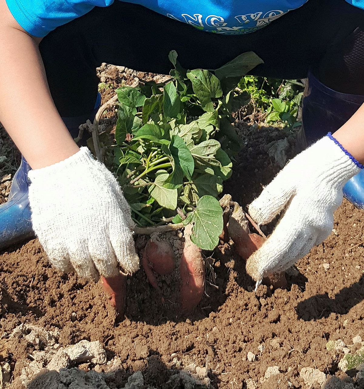 林園居農場推出拔地瓜行程，頗受大小朋友歡迎。 圖：翻攝自林園居農場臉書