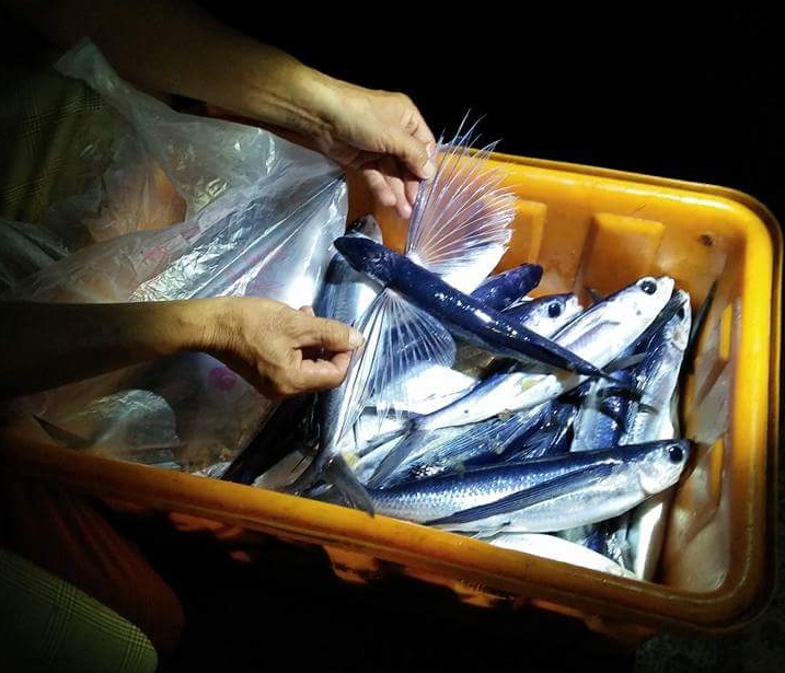 飛魚並不僅於蘭嶼的達悟族，滿州鄉這裡其實也盛行飛魚的捕撈。 圖：翻攝自屏東縣滿州鄉公所