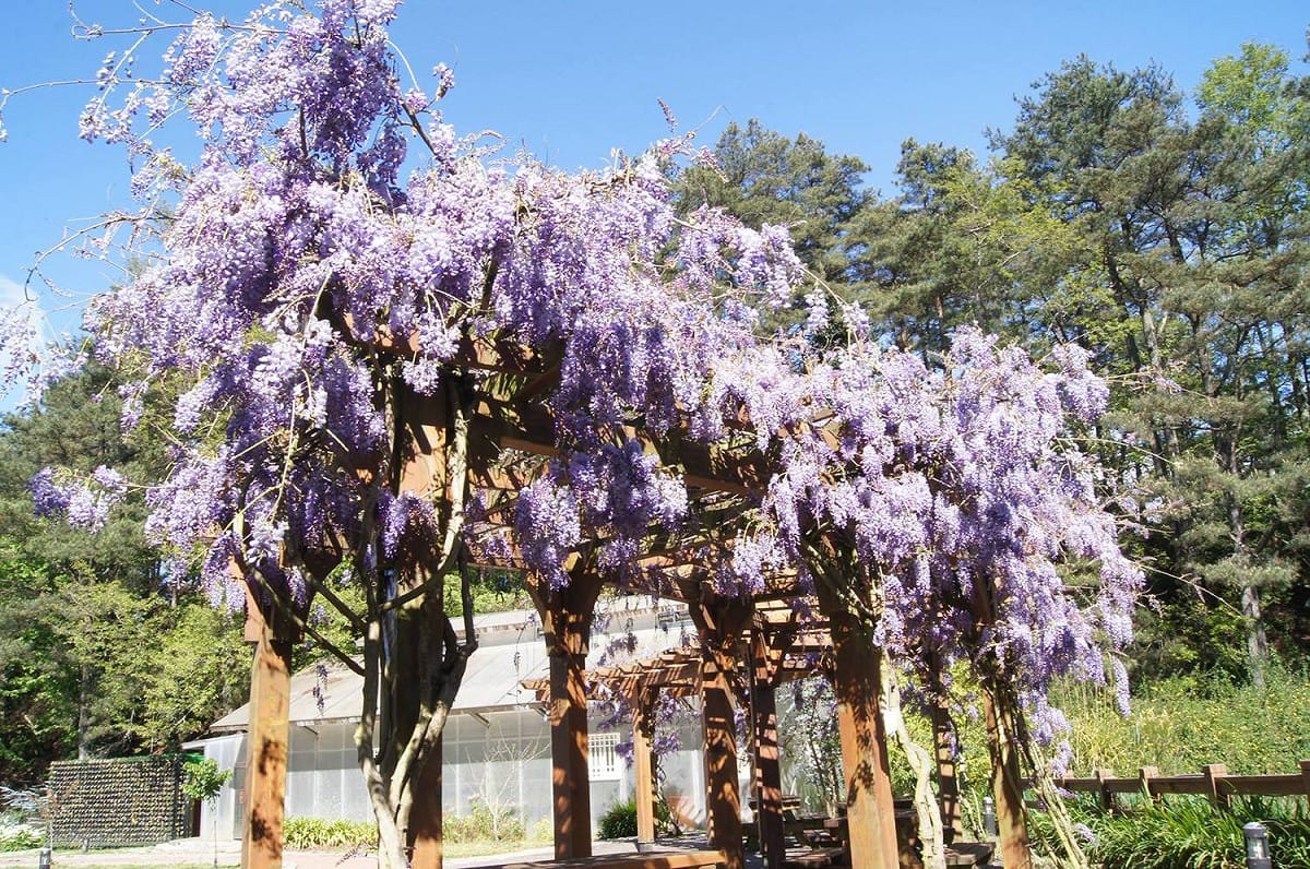 紫藤花擁有「沉迷的愛」花語，象徵情人間最幸福的時刻。 圖：翻攝自福壽山農場粉絲團臉書