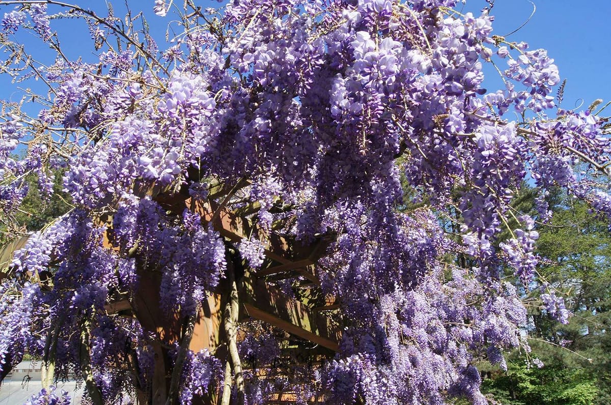 春暖花開時，紫藤花靜靜開放惹人憐愛，淡紫的顏色帶著幾分浪漫風情。 圖：翻攝自福壽山農場粉絲團臉書