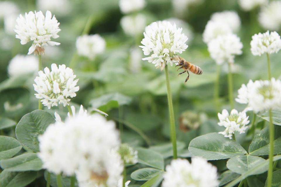 白花三葉草又名菽草、白花苜蓿，是多年生草本植物，屬豆科植物，喜溫暖濕潤氣候，適應性廣，也是很好的固氮植物，不但可增加土壤的養份，並具有水土保持作用，是相當自然且有益的草地養護植物。 圖:翻攝自新北市高灘管理處官網
