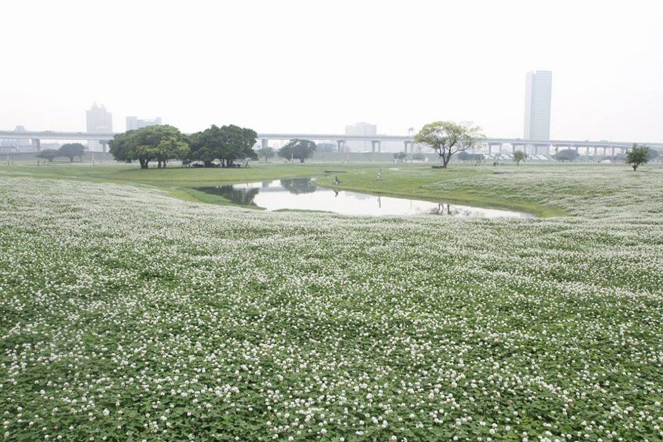 自行開車前往大臺北都會公園，也可搭乘機場捷運線，從A2三重站的1A出口出站，由出口觀景平臺遠眺，就能欣賞這片一望無際的皚皚白雪。 圖:翻攝自新北市高灘管理處官網
