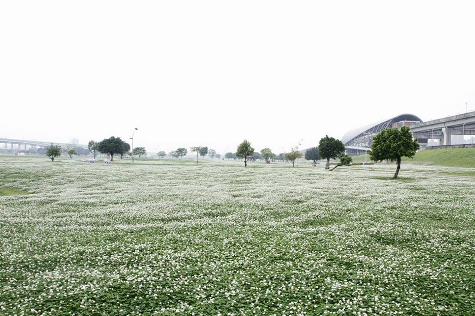 新北市河濱公園及新北大橋至大漢橋間的大臺北都會公園草地，現如無邊際的雪白大地，小小的白花三葉草正恣意絢爛綻放，席捲綠地。 圖:翻攝自新北市高灘管理處官網