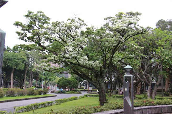 228公園的流蘇佇立，持續陪伴台北多個年頭 圖:台北市政府/提供