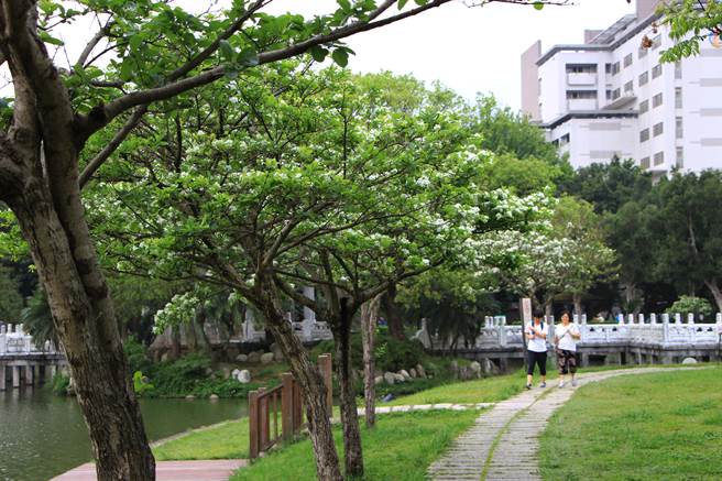 台北市碧湖公園流蘇依傍水畔，春風吹落掠過，仍留下一地浪漫。 圖:台北市政府/提供