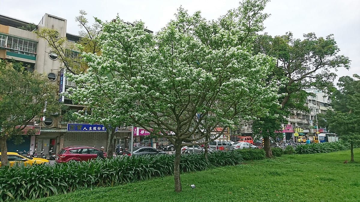 榮星花園流蘇 圖:台北市政府/提供
