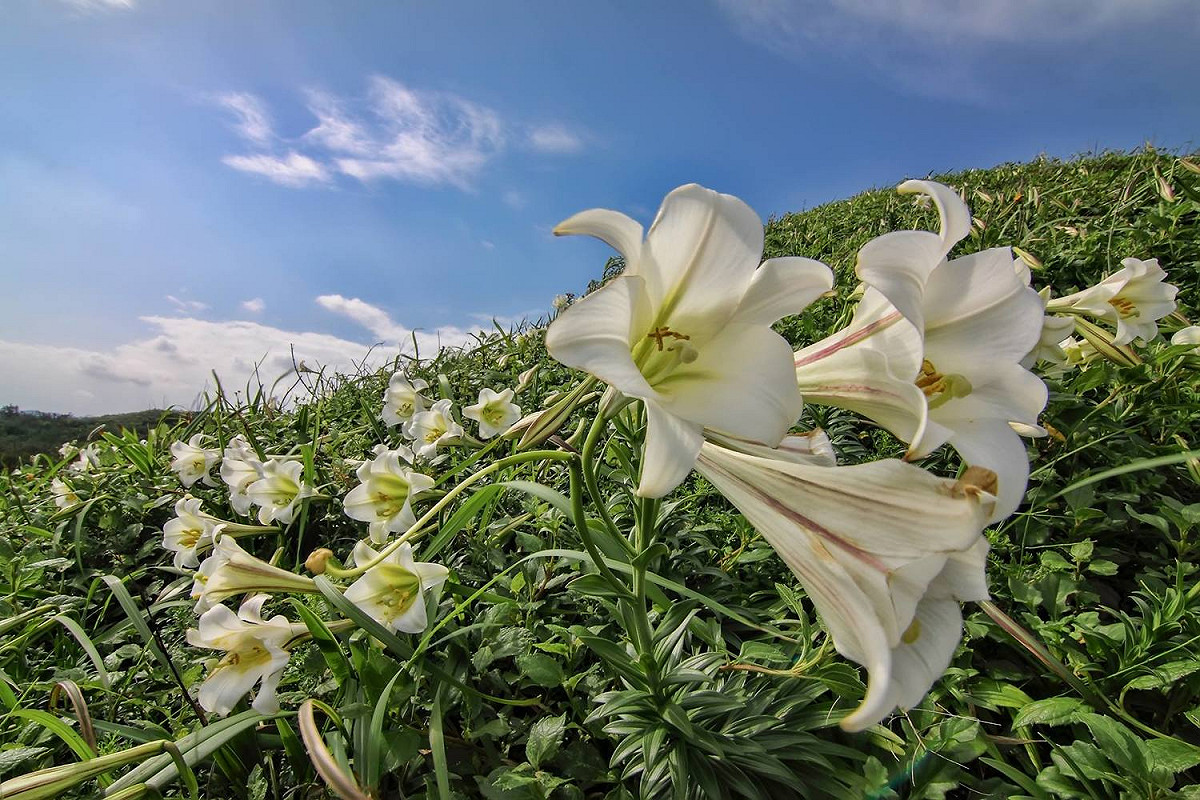 台灣原生種野百合，花朵上帶有酒紅色的條紋，並有淡淡清香， 圖：新北市政府提供