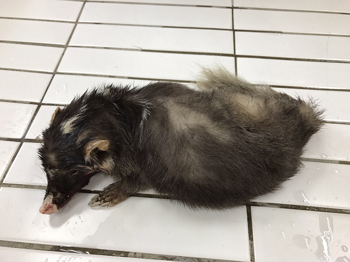 防檢局今 (1) 日指出，一位民眾近日遭感染狂犬病的鼬獾咬傷，呼籲民眾到野外出遊要謹慎，如果不幸發生類似情況，要切記兩不一要的原則來保命。 圖:防檢局/提供