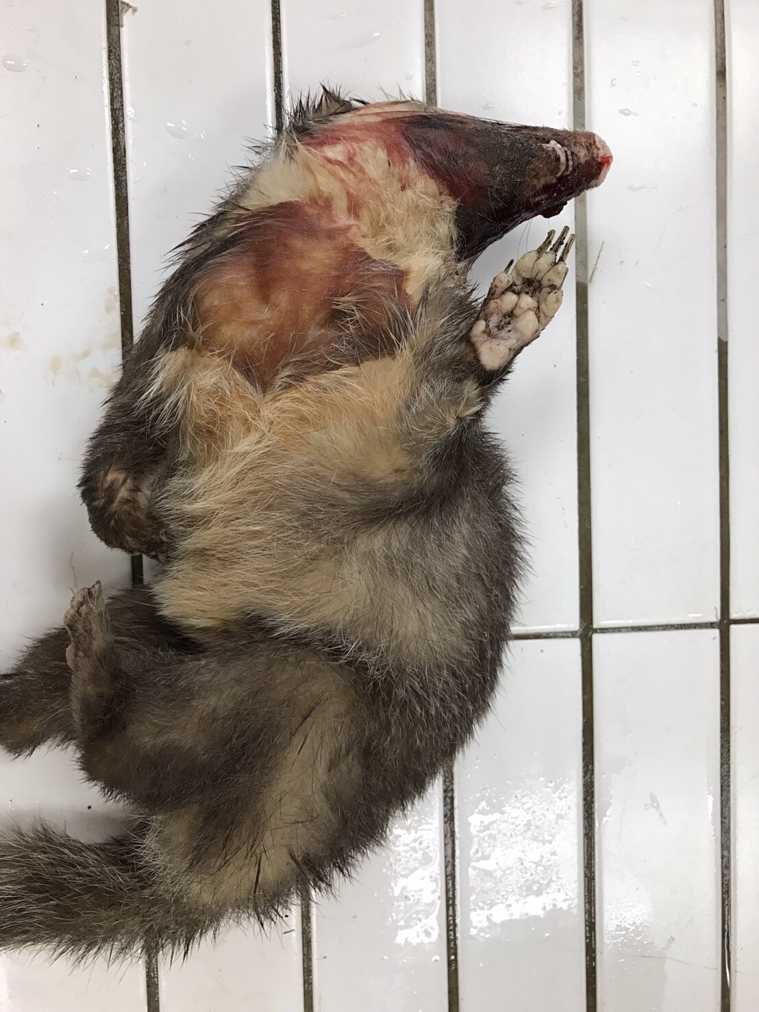 防檢局今 (1) 日指出，一位民眾近日遭感染狂犬病的鼬獾咬傷，呼籲民眾到野外出遊要謹慎，如果不幸發生類似情況，要切記兩不一要的原則來保命。 圖:防檢局/提供
