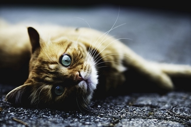 貓儘管總被稱為難伺候的皇帝，但牠們仍需要一個溫暖的家。 圖：寵毛網petsmao資訊平台提供