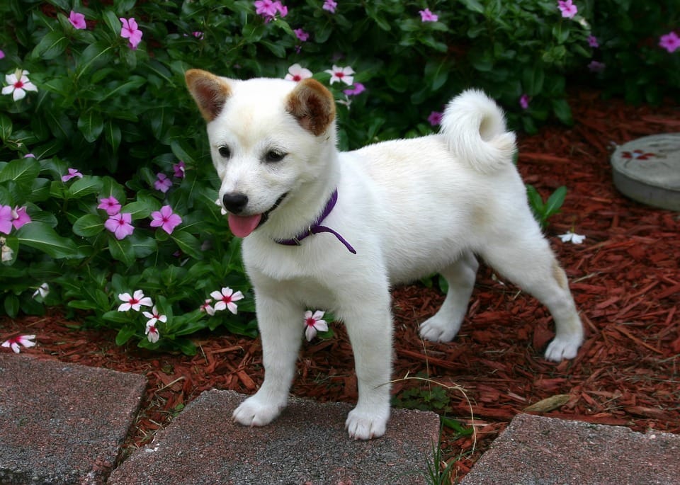 柴犬有著日本犬典型的個性：對主人忠心、非常服從、勇敢且相當有行動力。聰明，一旦學過的東西就不會忘記、警戒心強，很適合當做看家犬。