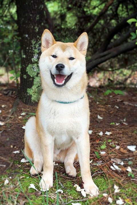 柴犬雖然是日本犬，天生有著精壯的身材，然而因為牠們固執的個性，喜歡吃的東西就一直吃，於是現在的胖柴柴有越來越多的趨勢！
