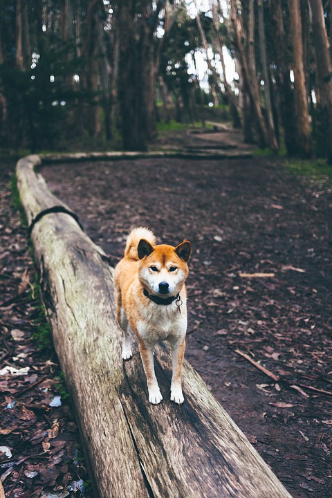 雖然柴犬只是中型犬，但牠們原本就是在日本山林中幫忙打獵的犬種，因此牠們天生喜歡往高處爬、愛奔跑。對柴犬來說，適度的運動是非常重要的。